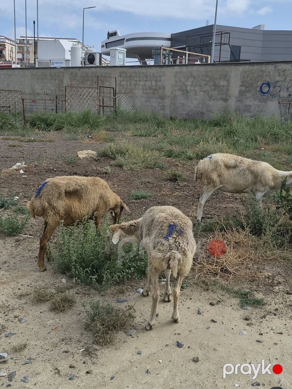 8 Qoyun sürüsü Təsvir: - Şəkillərdə görüldüyü kimi müxtəlif yaş və — Kənd təsərrüfatı heyvanları, Mehdiabad (3)