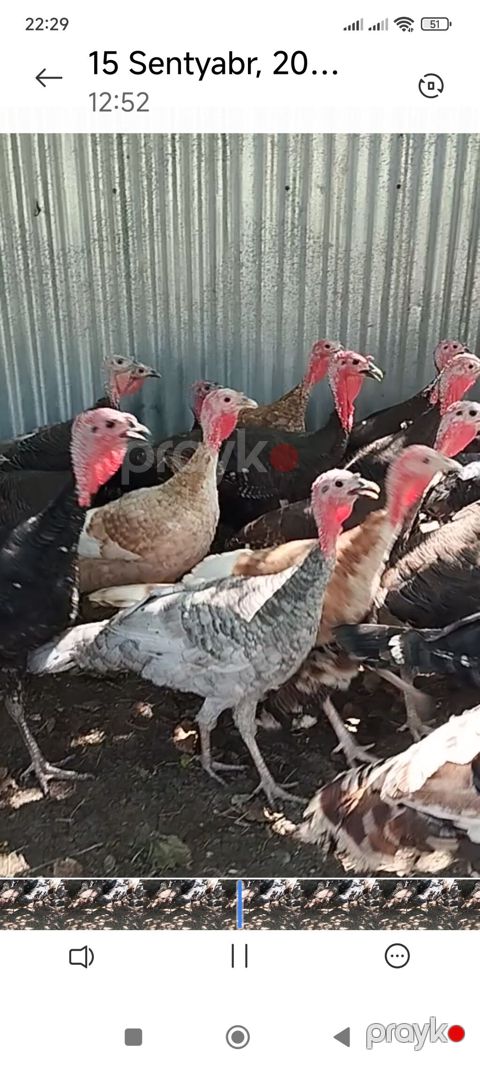 Hinduşka 28 ədəd. 6 aylıq yerli sort. tam sağlamdır. kom satılır