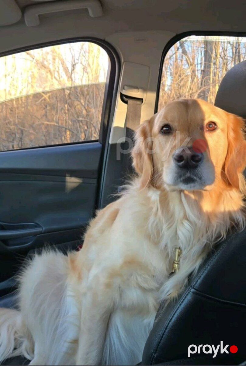 Golden Retriver — Köpəklər, Bakı (4)