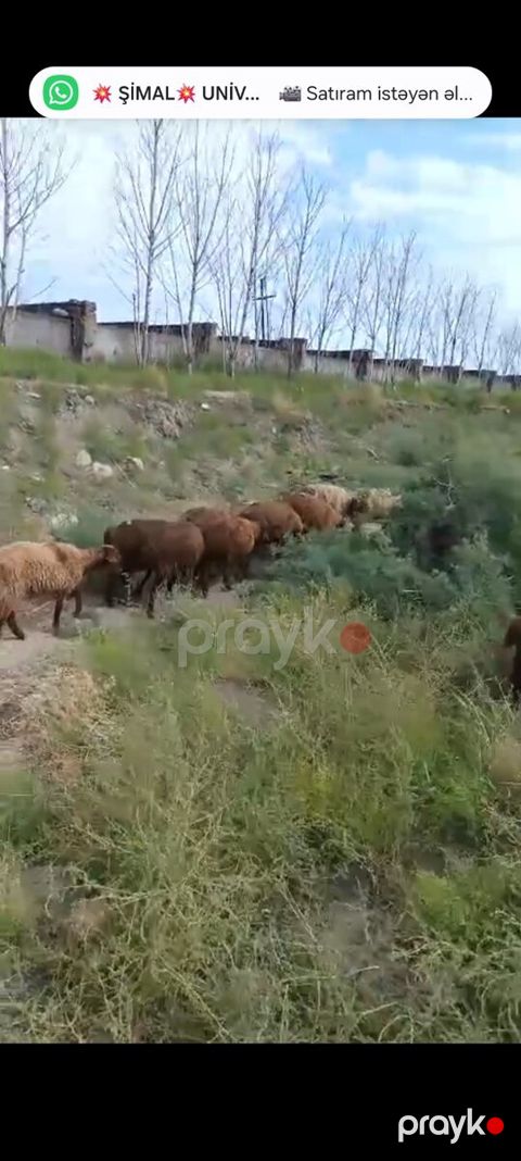 Quzular — Şabran