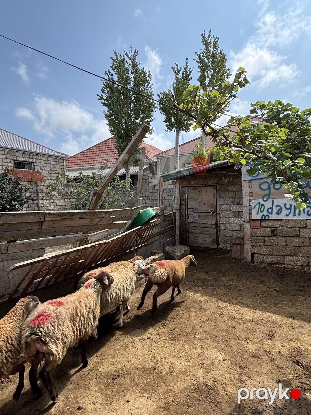 Quzu, Erkək, ay: 8, 35 kq, Ətlik, Ünvandan götürmə — Kənd təsərrüfatı heyvanları, Digah (7)