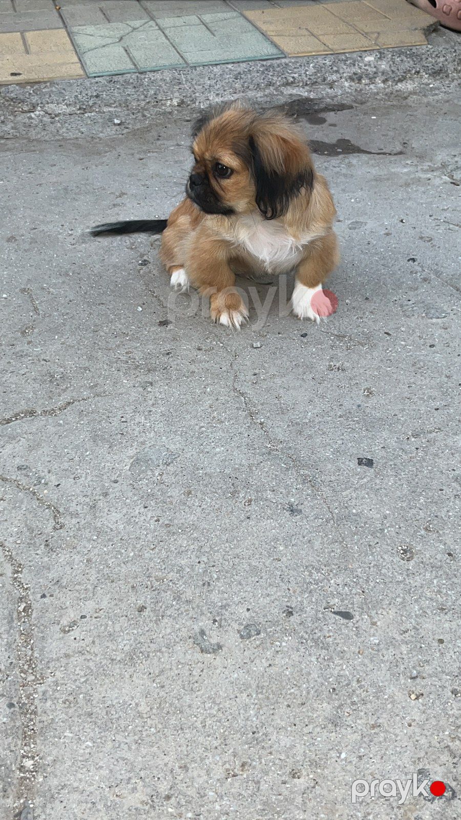 Pekines — Köpəklər, Bakı (2)