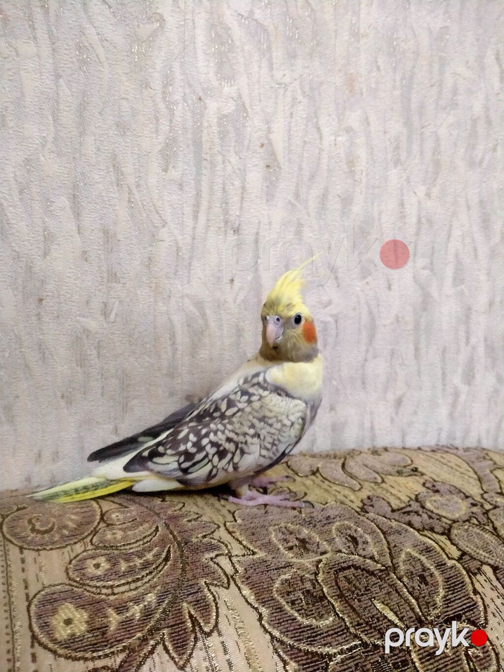 Salam. 10 ayliq disidi. Dagistan sortudu.Sari perlovkadi. Oz yasina — Tutyun papağayı, Bakı (6)