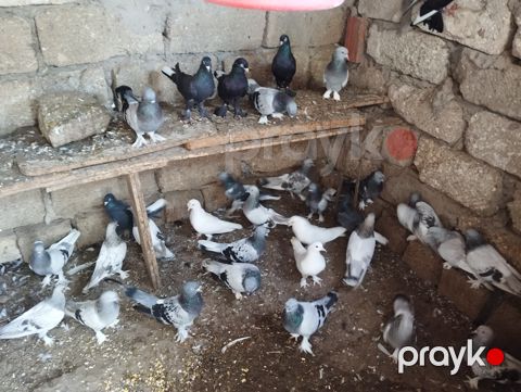 Göyərçin — Bakı