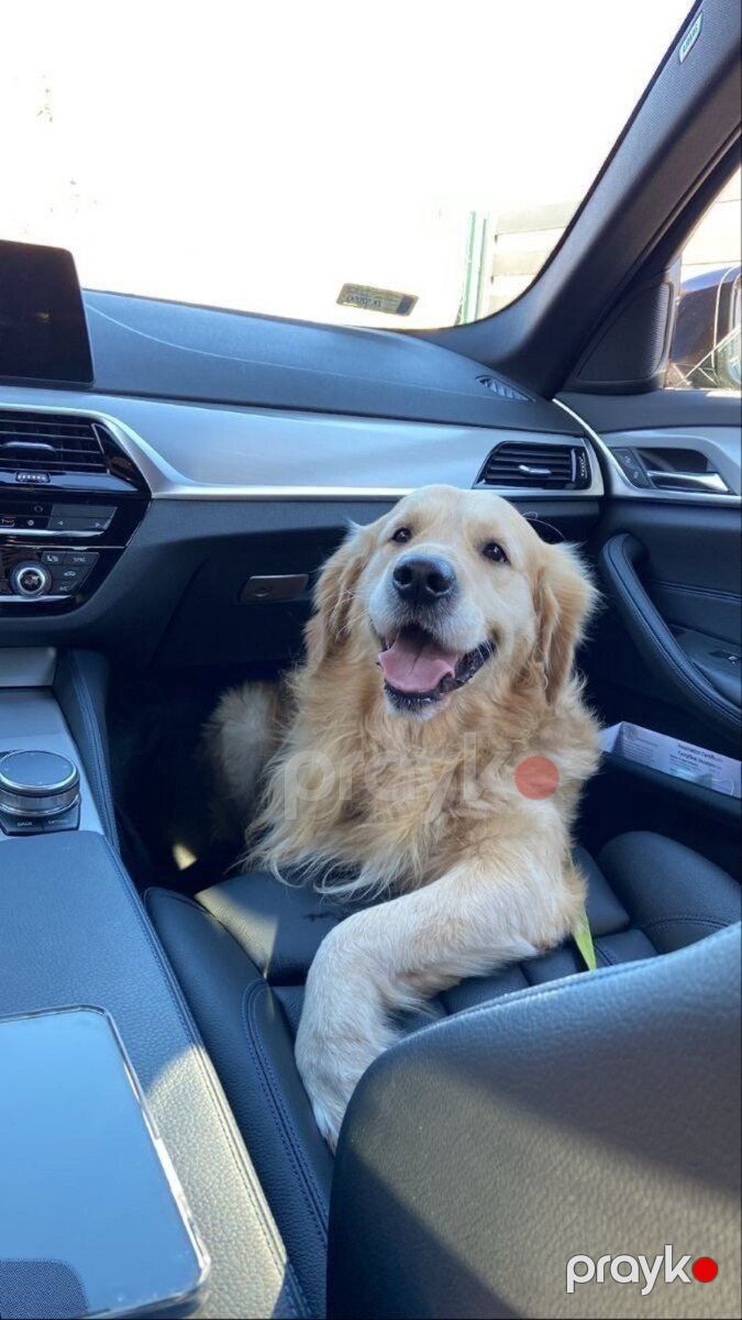 Golden Retriver — Köpəklər, Bakı (3)