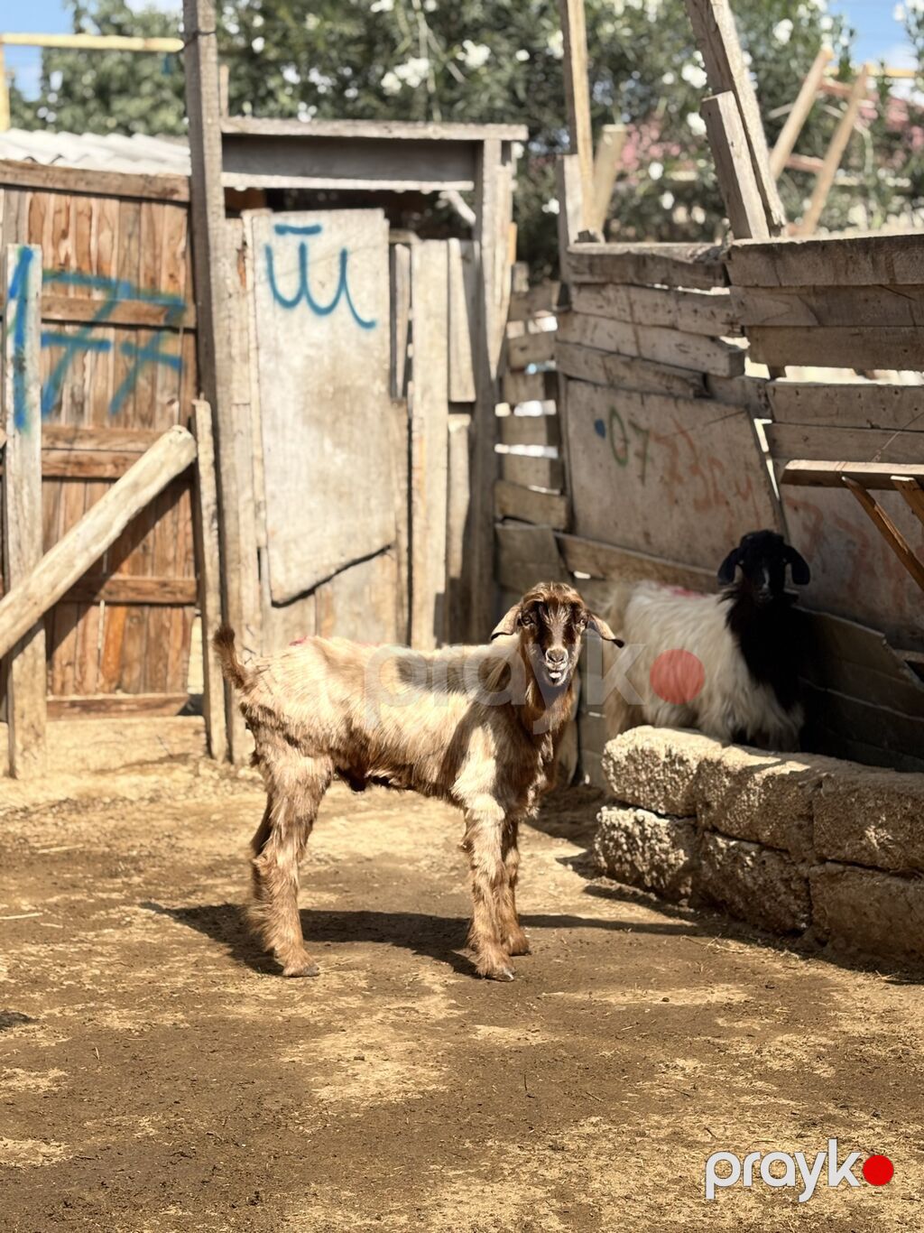 Erkək, il: 6, 24 kq, Ətlik, Ünvandan götürmə — Kənd təsərrüfatı heyvanları, Digah (3)