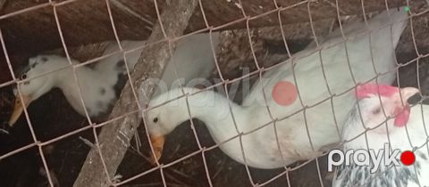 Salam özüm inqubatorda cixardiglarimda var aldığında içində avstrolop — Bakı