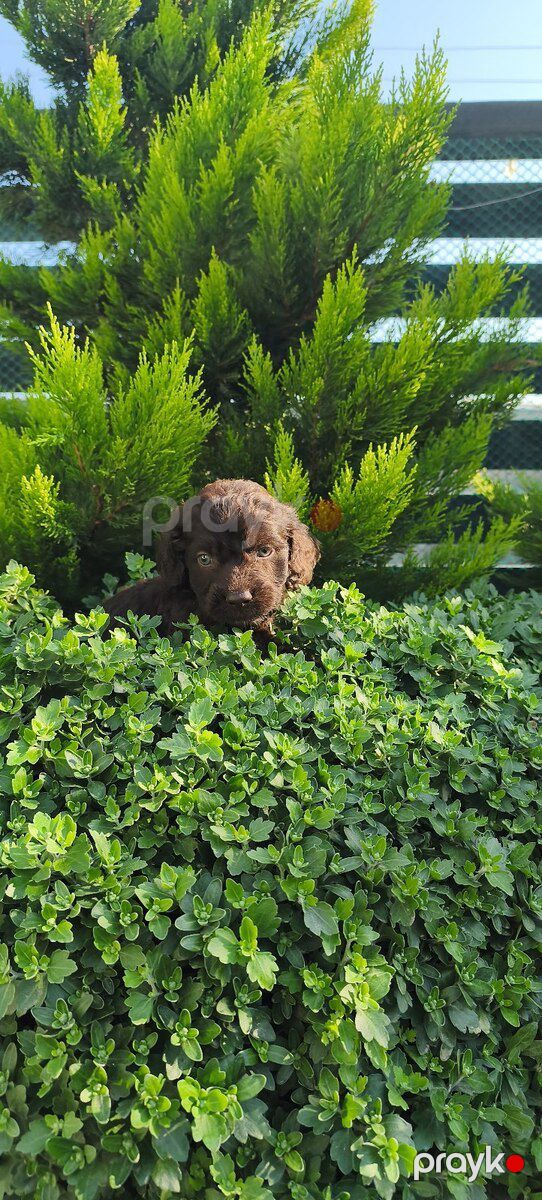 Кокер спаниель — Köpəklər, Sumqayıt (7)