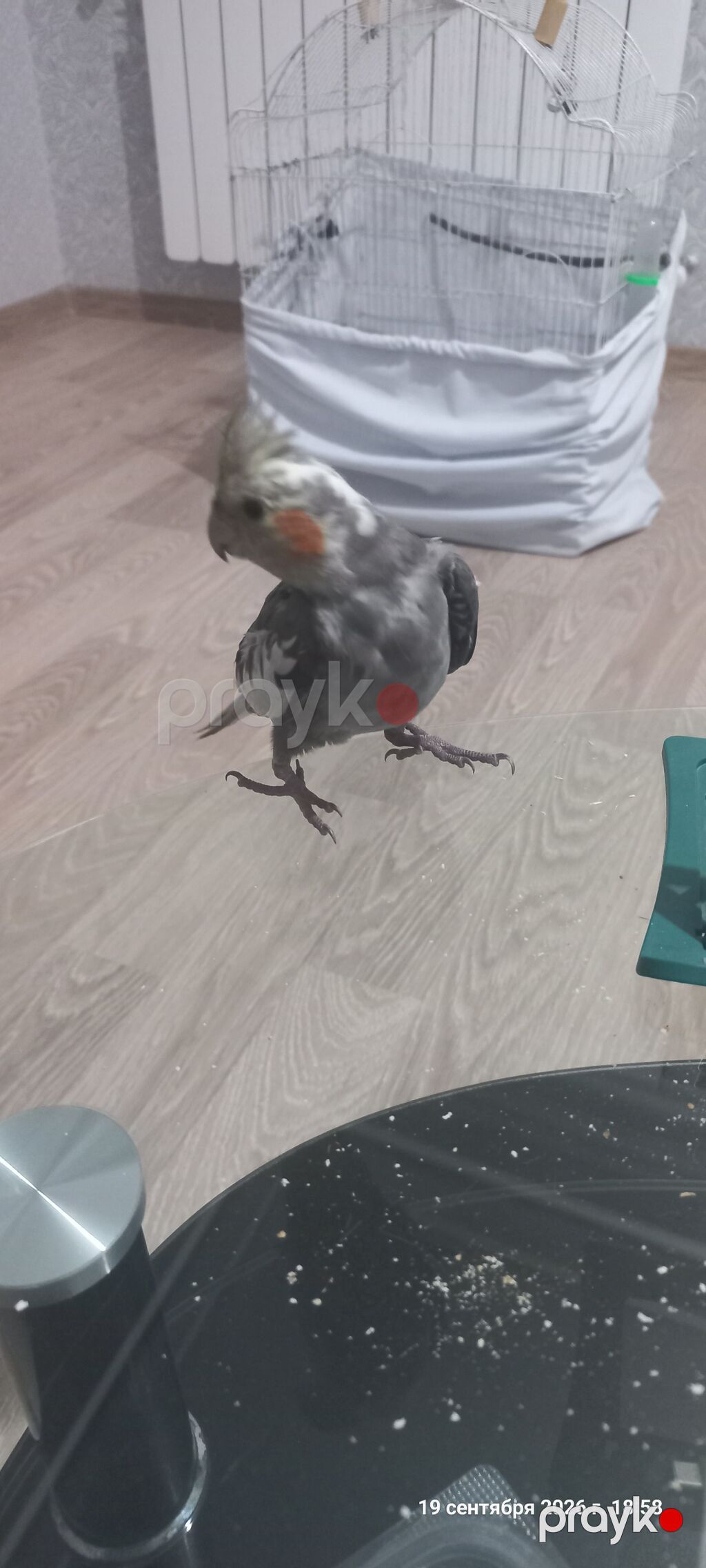 Nimfa (Cockatiel) tutuquşu – boz-ağ rəng çaları, yanaqlarında narıncı — Tutyun papağayı, Digah (7)