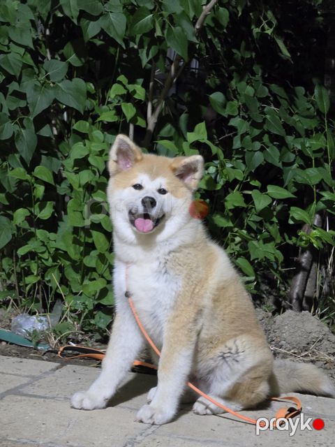 Yapon akita-inu — Bakı