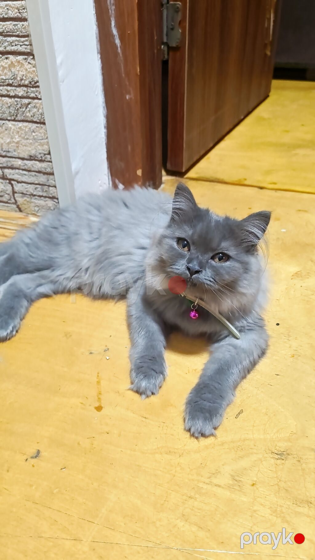 Dişi, Yaxşı əllərə, Ünvandan götürmə — Pişiklər, Bakı (6)
