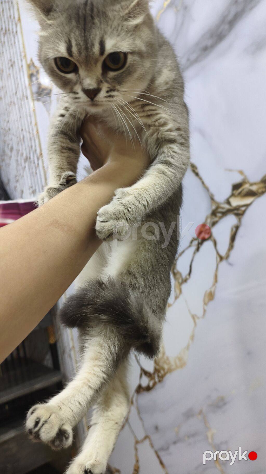Şinşilla, Dişi, Yaxşı əllərə, Ödənişli çatdırılma — Pişiklər, Xırdalan (4)