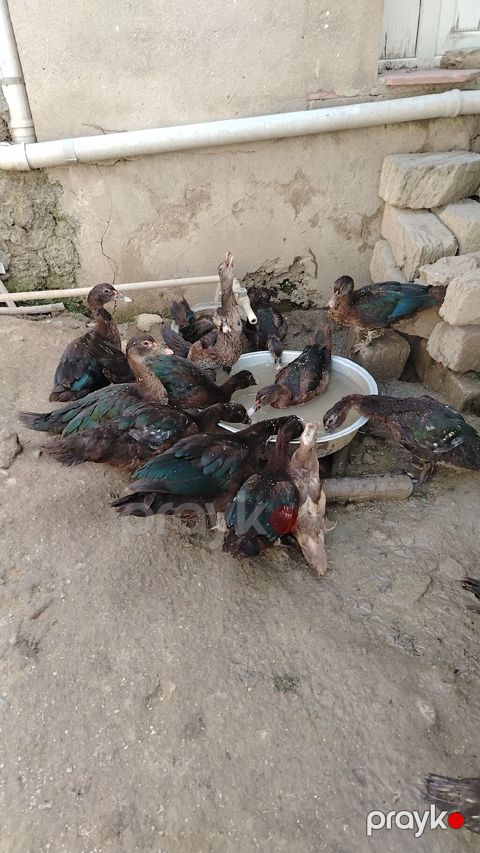 Musk ördəkləri (indo ducks) – təsərrüfat üçün məhsuldar sürü - Növ — Masazır