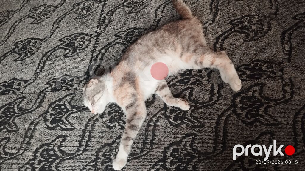Dişi, Cütləşmə üçün, Rayonlara çatdırılma — Pişiklər, Quba (5)