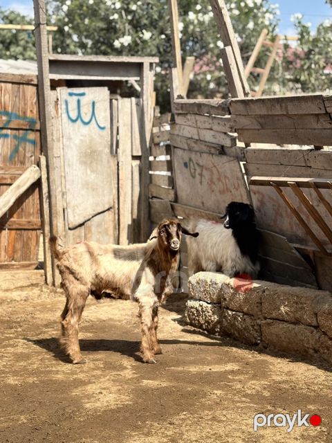 Erkək, il: 6, 24 kq, Ətlik, Ünvandan götürmə — Digah