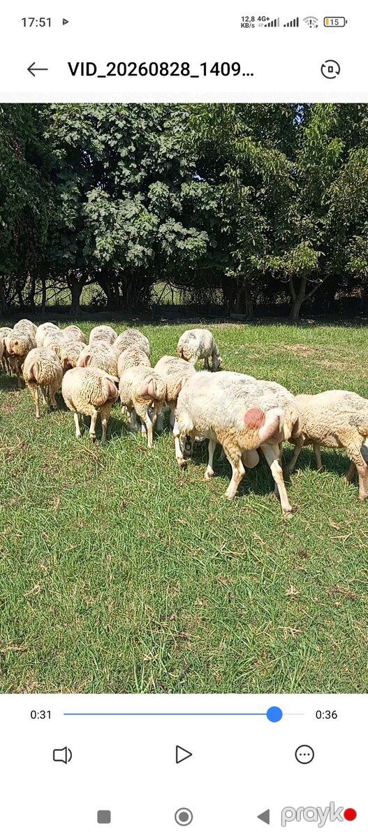 Qoyunlar — Kənd təsərrüfatı heyvanları, Bərdə (6)