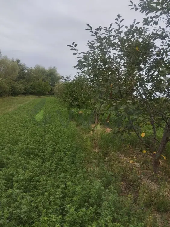 157 sot Torpaq Satılır, Xaçmaz — Torpaq, Xaçmaz (8)