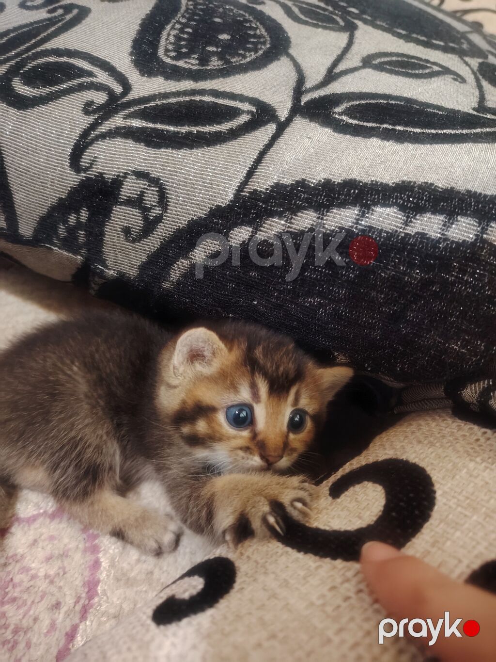 Qızıl şinşilla, Erkək, Yaxşı əllərə, Ünvandan götürmə — Pişiklər, Digah (4)