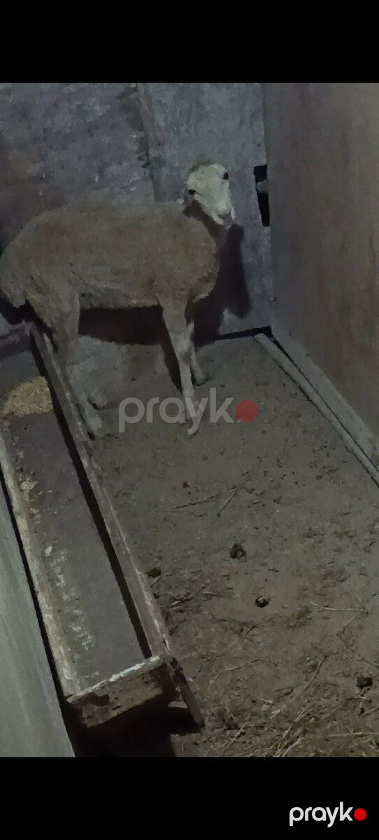 Quzu — Kənd təsərrüfatı heyvanları, Bakı (2)
