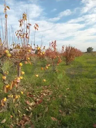200 sot Torpaq Satılır, Xaçmaz — Torpaq, Xaçmaz (2)