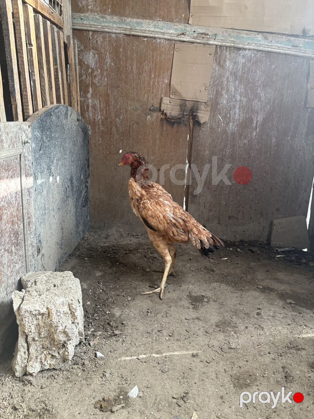 Xoruz, il: <1 — Toyuq və xoruz, Bakı (3)