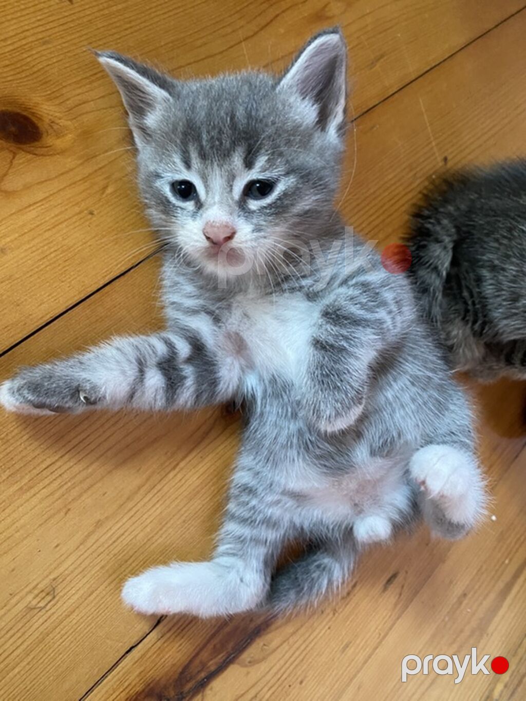 Tabbi, Yaxşı əllərə — Pişiklər, Digah (5)