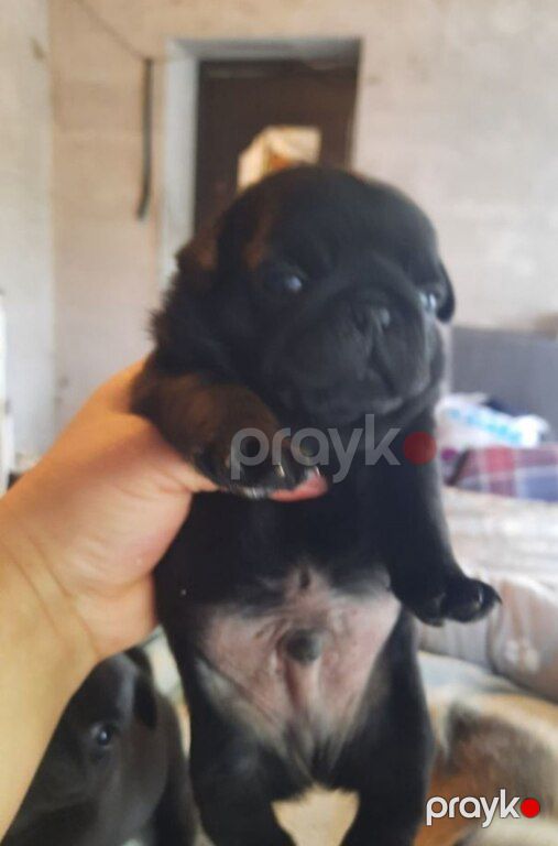 Mops — Köpəklər, Bakı (7)