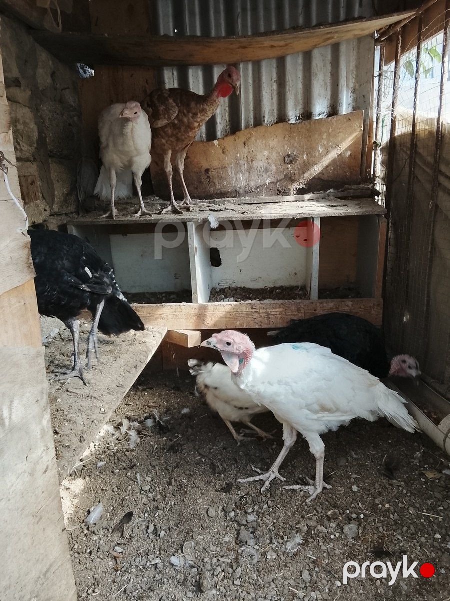 Hinduşka — Quşlar, Bakı (4)