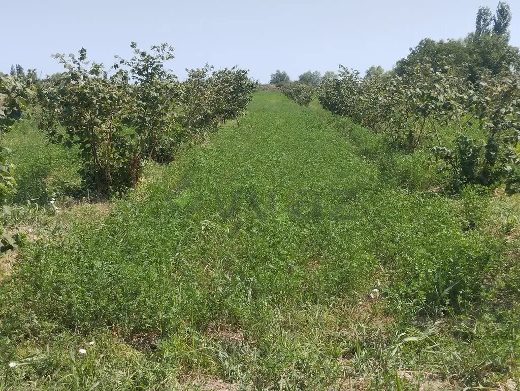 157 sot Torpaq Satılır, Xaçmaz — Torpaq, Xaçmaz (11)