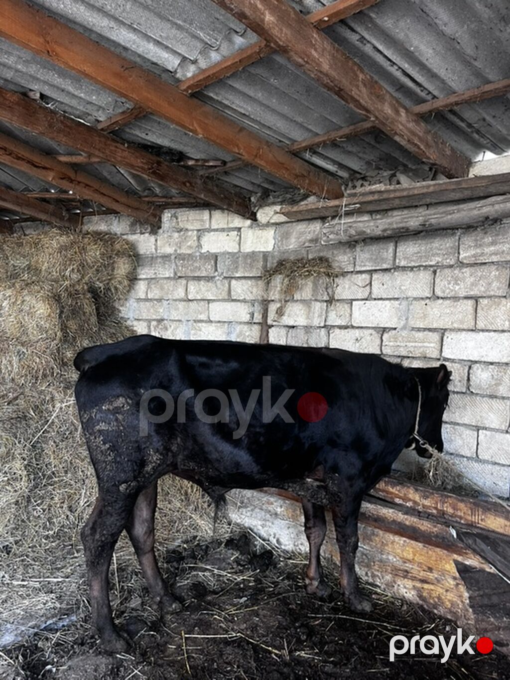 Qara rəngli mal-qara – inək/buzaq - Cinsəoxşar: qara, hamar tüklü — Kənd təsərrüfatı heyvanları, Xaçmaz (2)