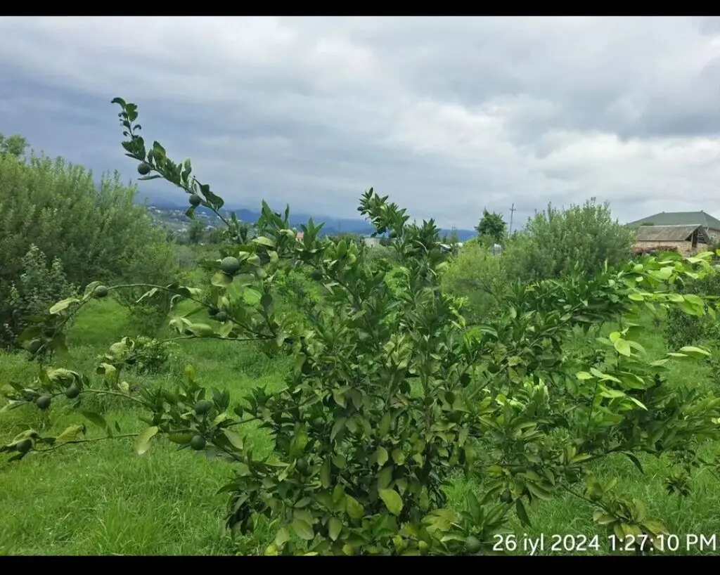 4 otaqlı Həyət evi Satılır, Astara — Ev, villa, Astara (12)