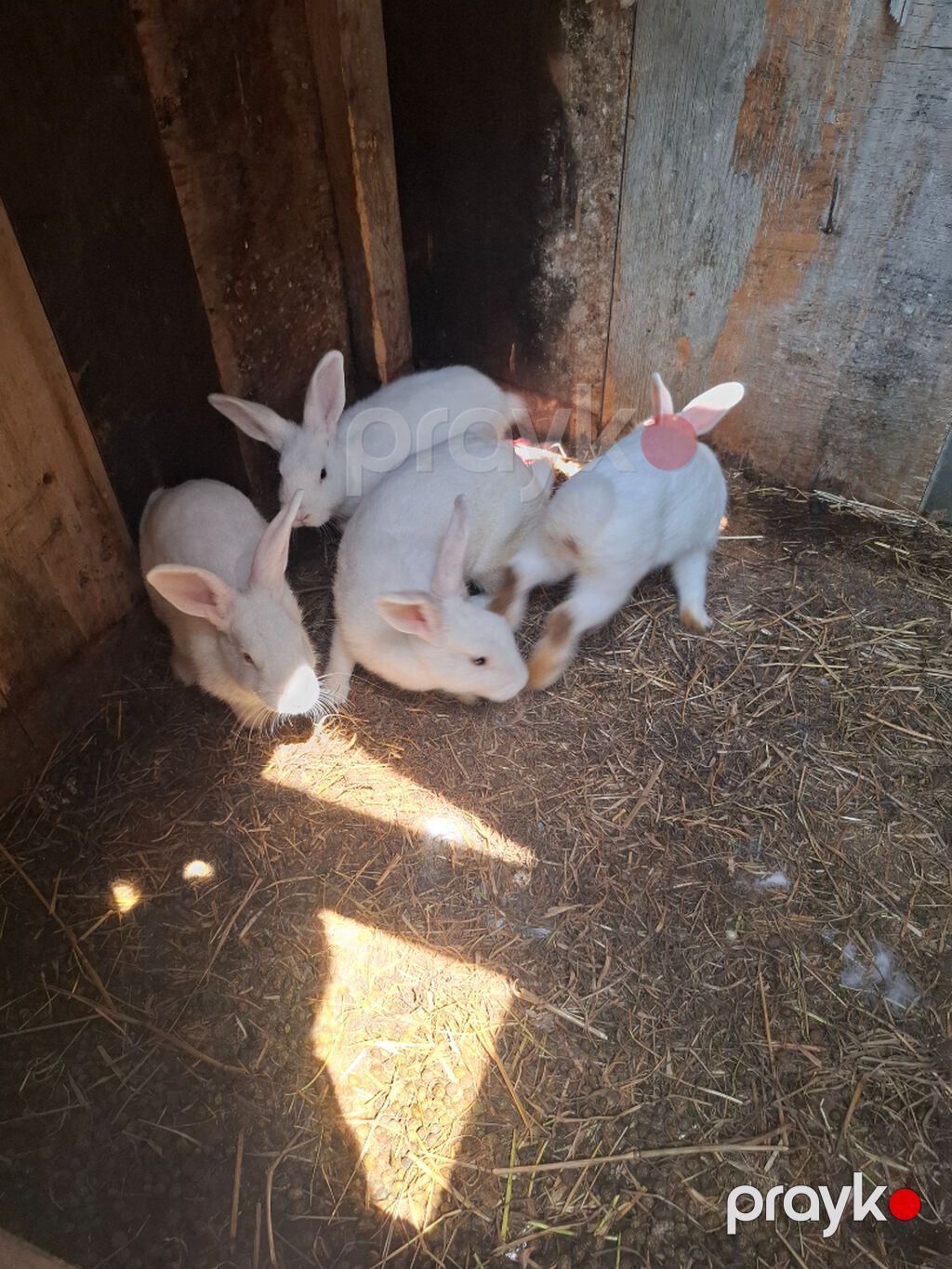 3 dişi 1 erkək Tam sağlam heyvanlardır. Qiymət 1 ədədinə addir 4 — Digər heyvanlar, Bakı (2)