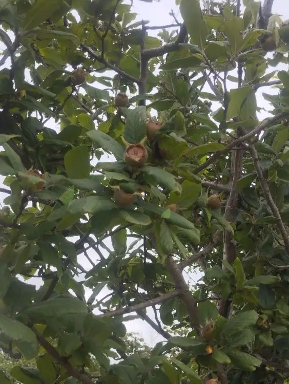 157 sot Torpaq Satılır, Xaçmaz — Torpaq, Xaçmaz (3)