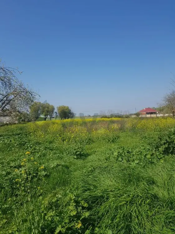 4 otaqlı Həyət evi Satılır, Masallı — Ev, villa, Masallı (3)