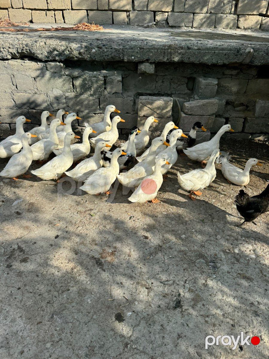 Ördəklər — Quşlar, Sumqayıt (4)