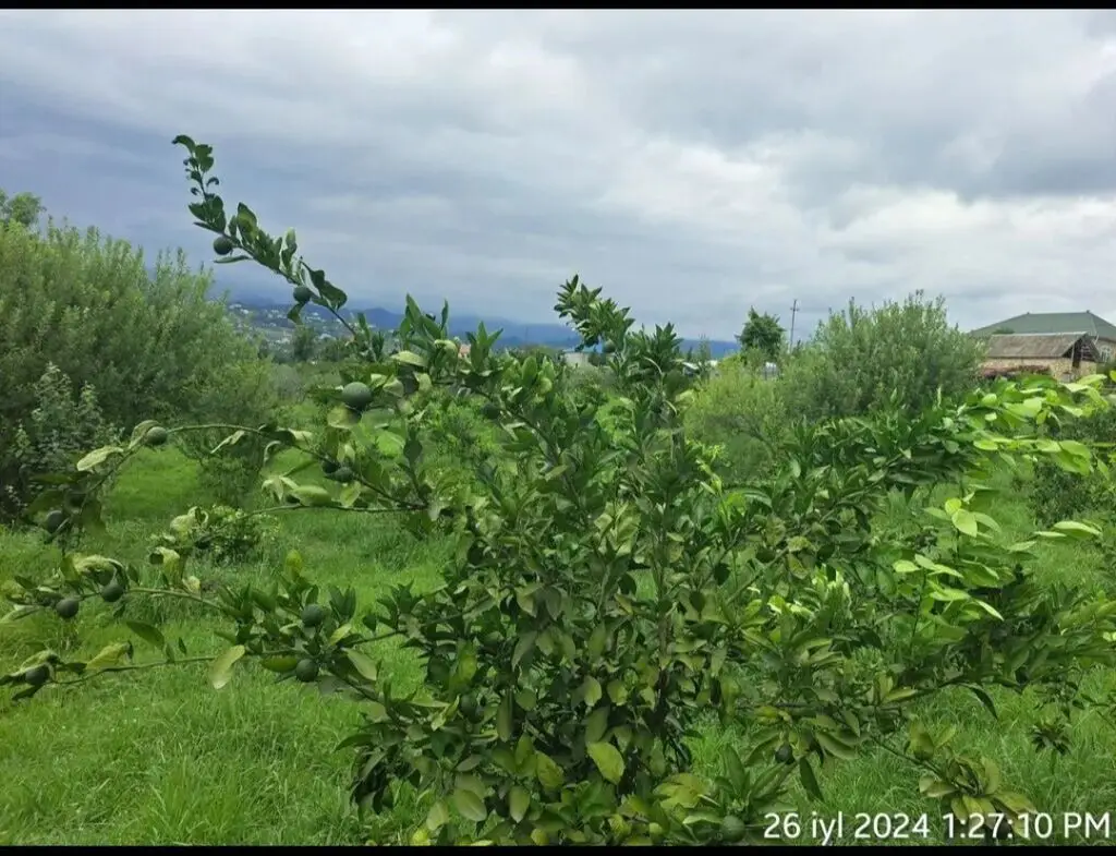 4 otaqlı Həyət evi Satılır, Astara — Ev, villa, Astara (11)