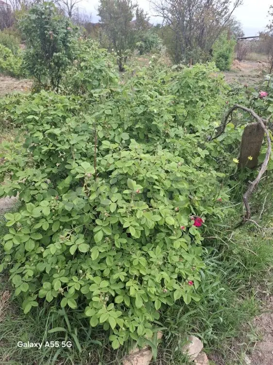 2 otaqlı Həyət evi Satılır, Gəncə — Ev, villa, Gəncə (4)