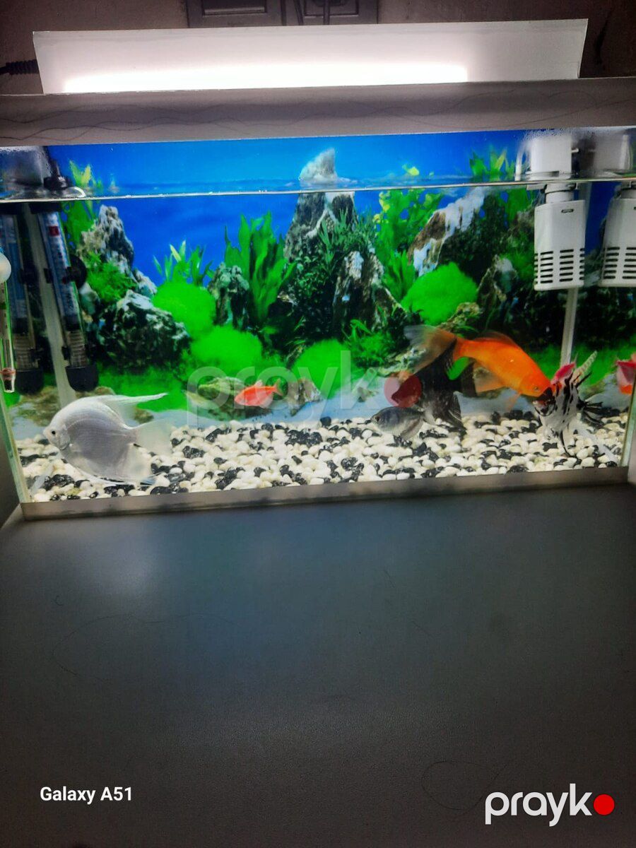 Akvarium — Akvariumlar və balıqlar, Bakı (2)