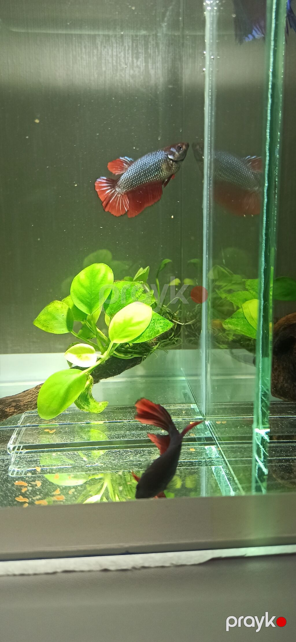 Betta (Petuşok balığı), Sülhsevər — Akvariumlar və balıqlar, Bakı (8)