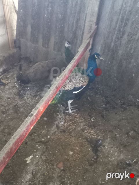 Məhsul: Tovuz quşu cütü (erkək və dişi) Təsvir: - Rəngli, parlaq — Salyan