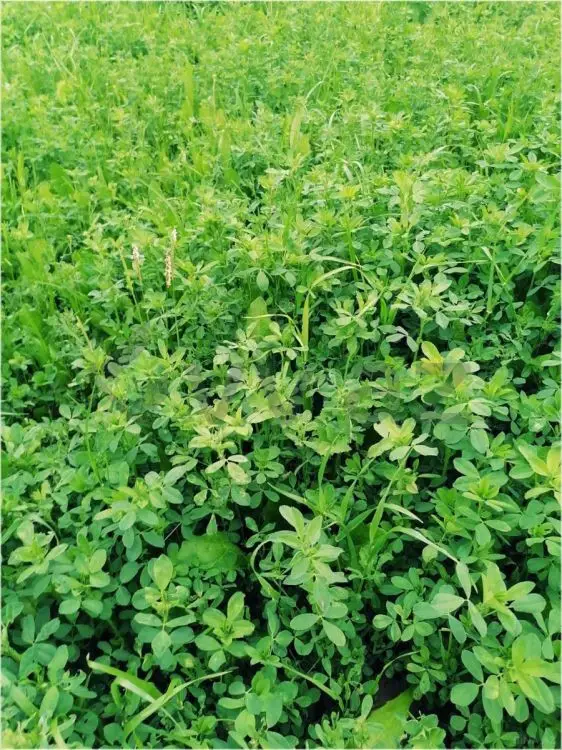 200 sot Torpaq Satılır, Göyçay — Torpaq, Göyçay (2)