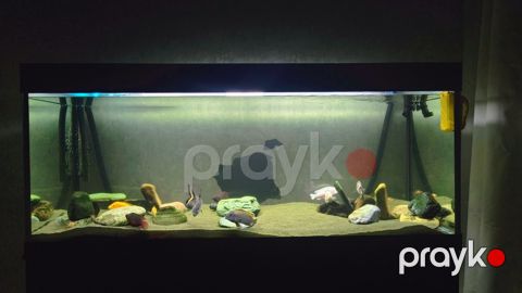 Akvarium — Bakı