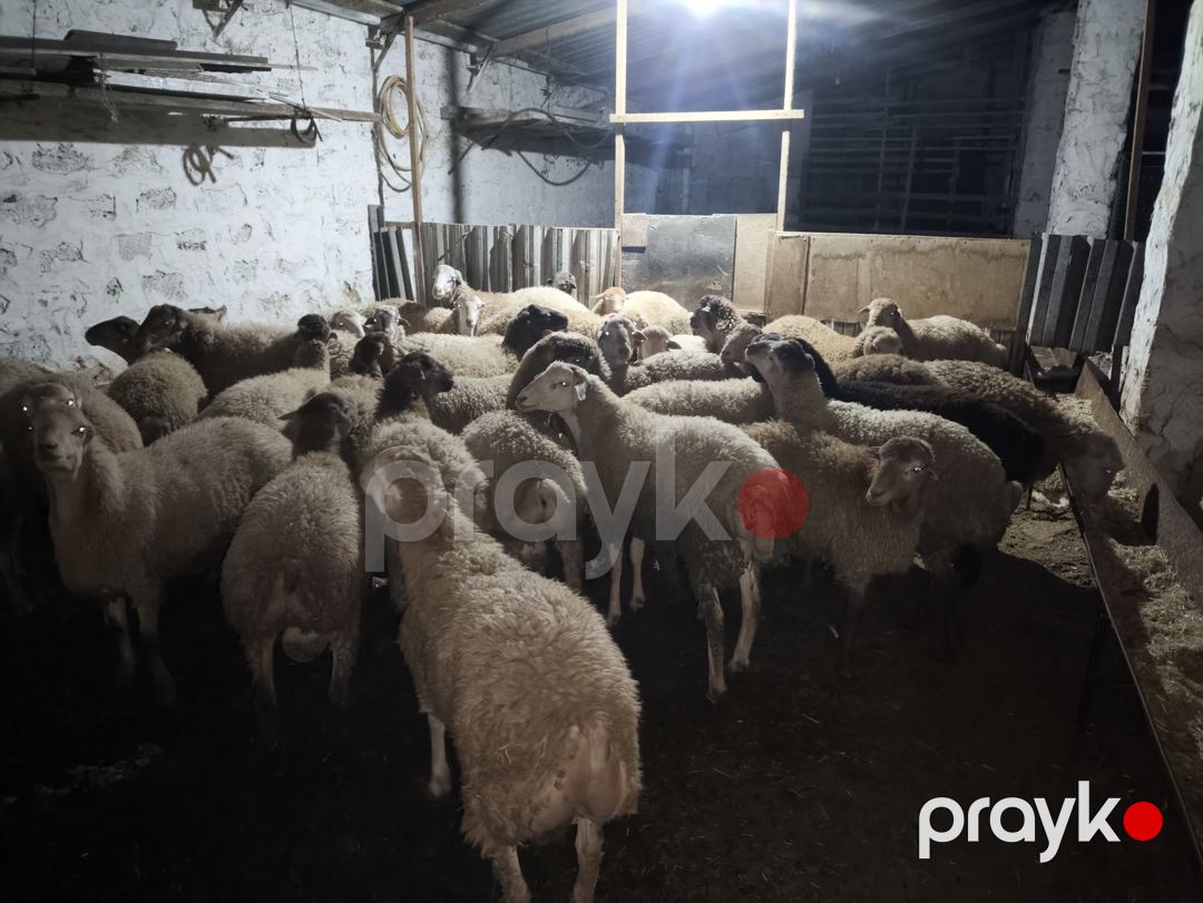 Quzular — Kənd təsərrüfatı heyvanları, Bakı (3)