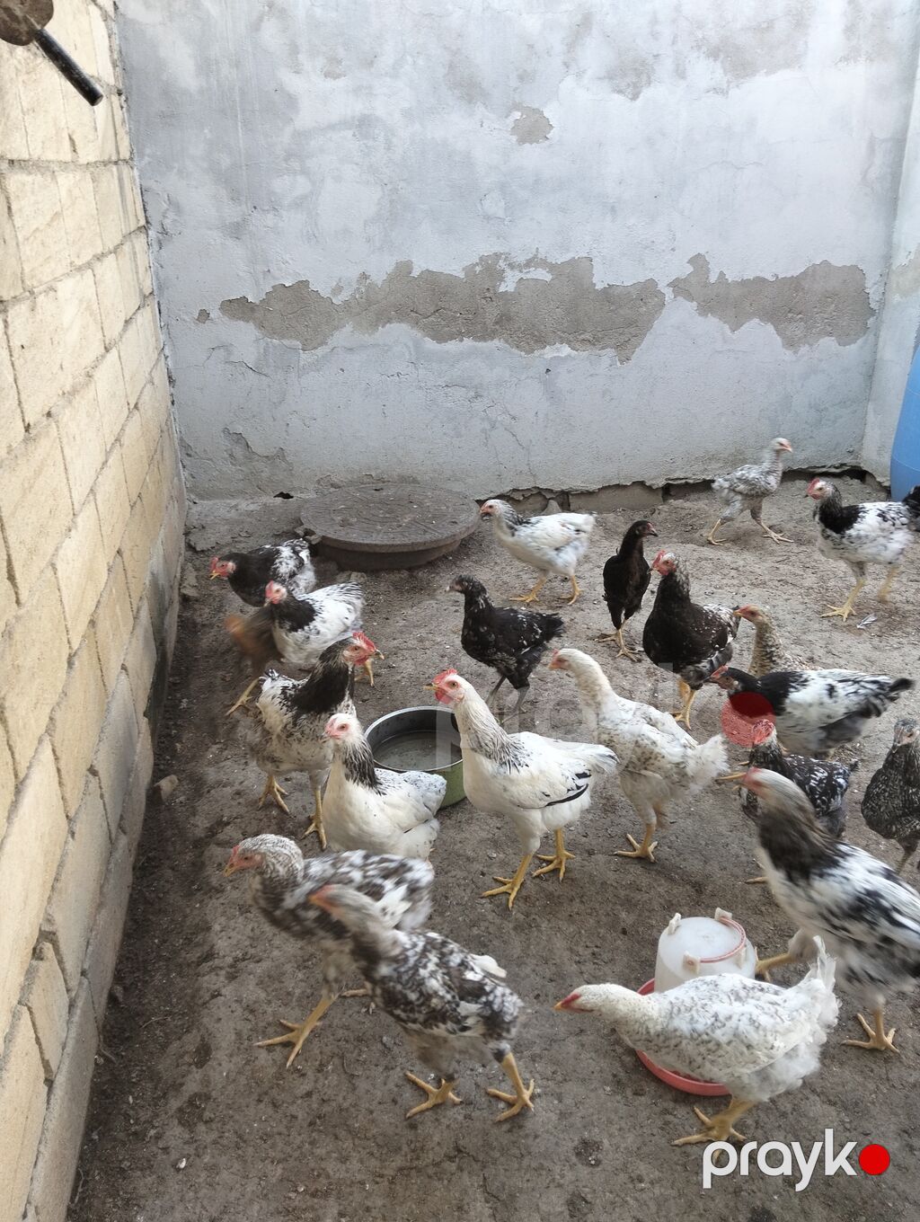 Toyuq cücələri, Ətlik — Toyuq və xoruz, Bakı (3)