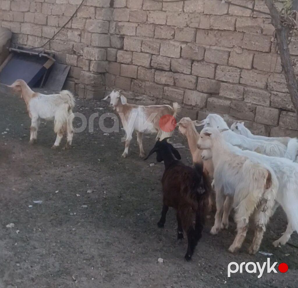 Salam Sani Keçilər. 9 dişi bir Erkey. 10 baş Sani Real alıcıya — Kənd təsərrüfatı heyvanları, Digah (7)