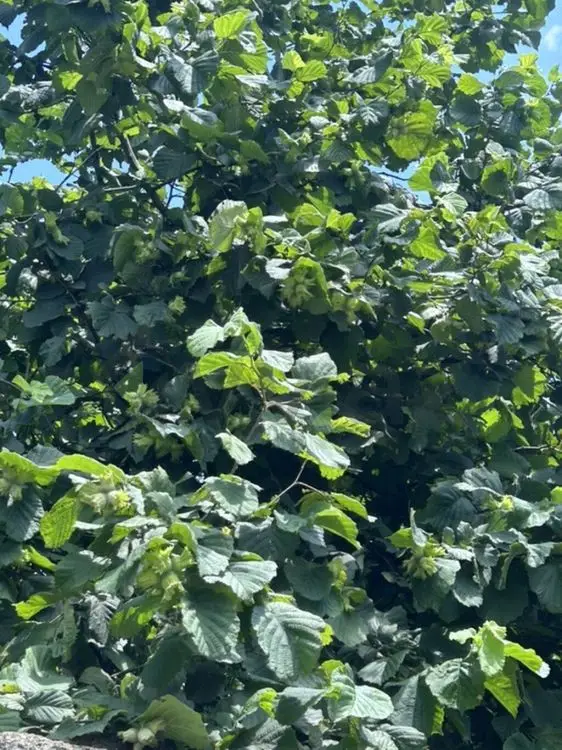 15 sot Torpaq Satılır, Oğuz — Torpaq, Oğuz (4)