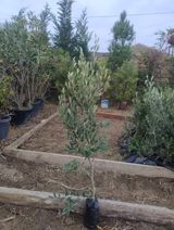 Ağaclar və tinglər — Vugar