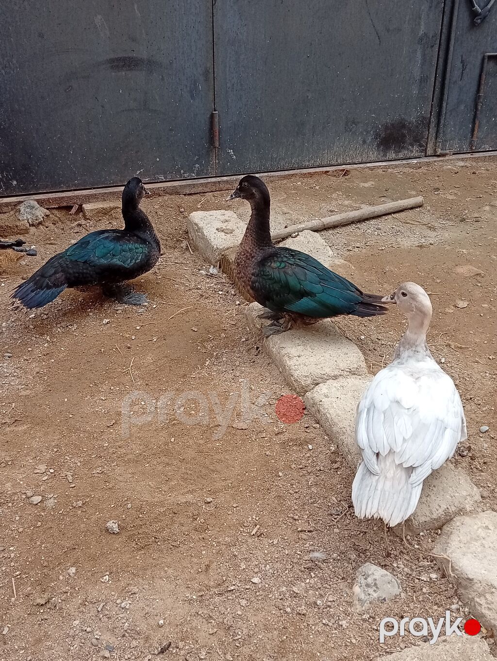 Hamısı lal ördəklərdi 7 ədəddir. ən az çəki vereni 2 kilodu.hamisi bir — Digərləri, Digah (5)