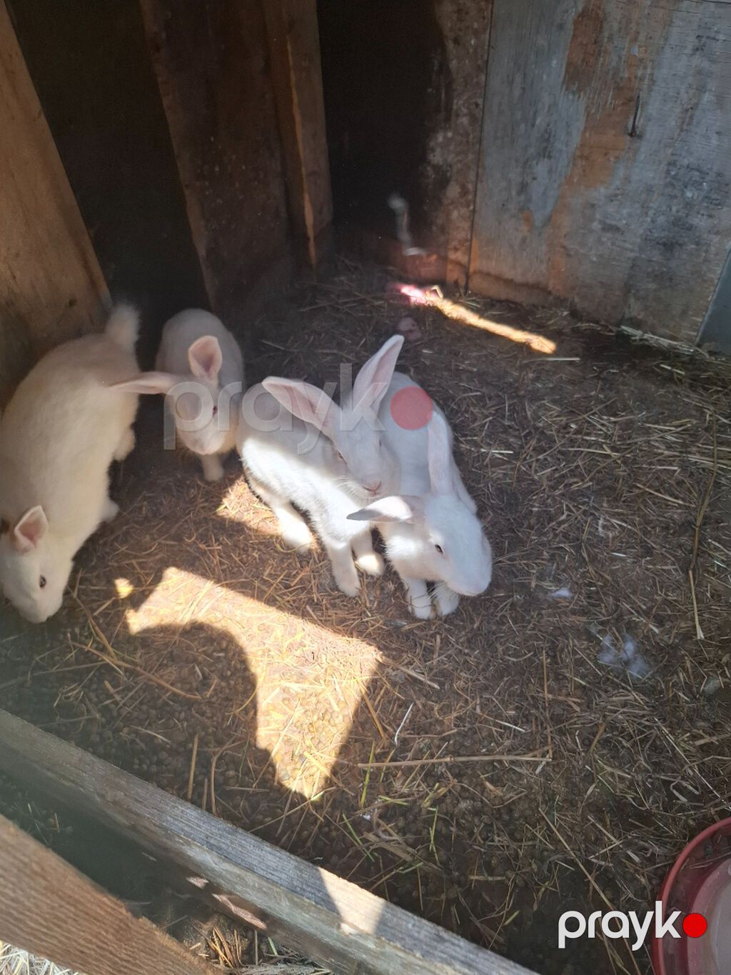 3 dişi 1 erkək Tam sağlam heyvanlardır. Qiymət 1 ədədinə addir 4 — Digər heyvanlar, Bakı (3)