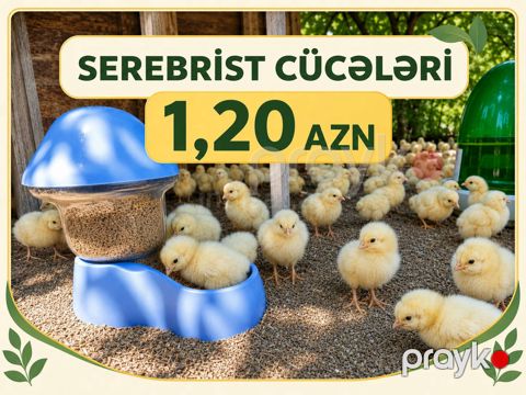 Serebrist Cücələri — Sumqayıt